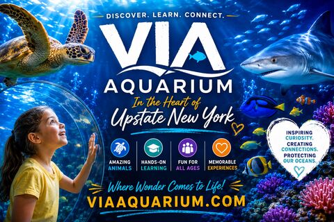 VIA Aquarium Review: A Rainy Day Surprise